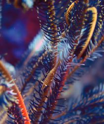 Gorgonia shrimp, North Sulawesi. by Pinky Voon 